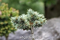 wbgarden dwarf conifers 58